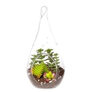 Various glass planters with live Succulent $15-$25